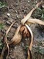 Colchicum autumnale mature pods