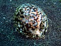 A living individual of Cypraea tigris