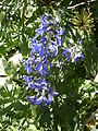 Delphinium oxysepalum