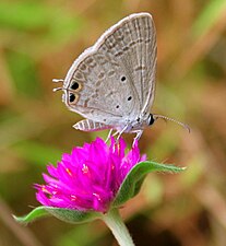 Ventral view