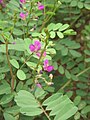 Unidentified Indigofera