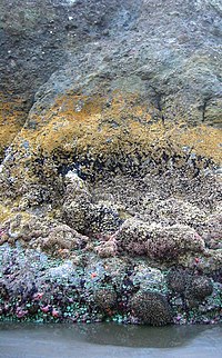 Photo of partially submerged rock showing horizontal bands of different color and texture, where each band represents a different fraction of time spent submerged.