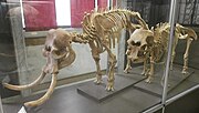 Skeletons in Milan Natural History Museum