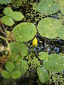 Nymphoides peltata bud