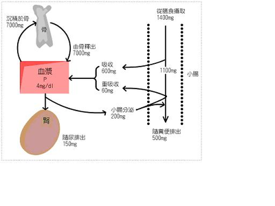 人体磷的动态平衡