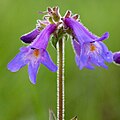 Flowers of Penstemon oliganthus