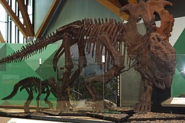 Pachyrhinosaurus lakustai and young Pachyrinosaurus on display