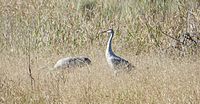 Florida sandhill crane, Ocala National Forest