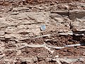 Summerville Formation with gypsum-filled cracks. U.S. quarter dollar (24 mm) for scale