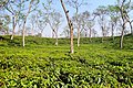 Image 7Sripur is a tourist spot in Bangladesh's Sylhet district. It is well known for its waterfalls, which span across the Bangladesh-India border. This picture features a tea garden in Sripur, Sylhet, Bangladesh Photo Credit: Moheen Reeyad