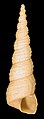 有許多殼層的歐洲錐螺的殼