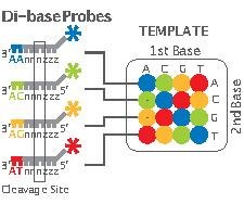 File:Two-base encoding scheme.pdf