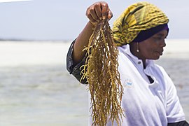 Mwanaisha holds up a healthy clump of seaweed. Then she holds up seaweed the farmers will not be able to use. A hard white substance grows on it—ice-ice disease, caused by higher ocean temperatures and intense sunlight.