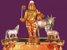 Srividhya Rajagopalaswamy of Mannargudi with Cows