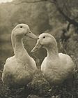 Consuelo Kanaga, [Untitled] (Two Ducks). Brooklyn Museum