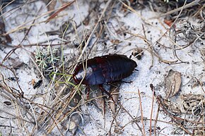 Cockroach in sandy grass