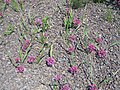 Allium oreophilum