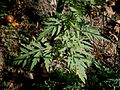 Ambrosia artemisiifolia leaf