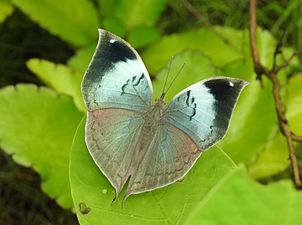 Dorsal view