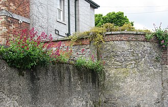 Red valerian finding refuge atop old walls