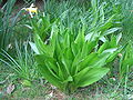 Colchicum byzantinum leaves