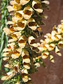 Digitalis ferruginea with honey bees