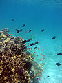 Threespot dascyllus and anthias grouping over coral near Taba, Egypt