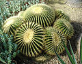 Echinocactus grusonii