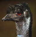 An emu