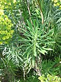 Euphorbia characias leaves