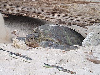 Female returning to the sea after nesting in Redang Island, Malaysia