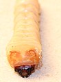 Image 11Larva of beetle, family Cerambycidae, showing sclerotised epicranium; rest of body hardly sclerotised (from Insect morphology)
