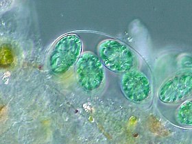 The chloroplasts of glaucophytes have a peptidoglycan layer, evidence suggesting their endosymbiotic origin from cyanobacteria.[132]