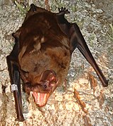 Brown bat