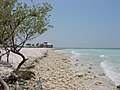 Waterfront structure, with black mangrove on left