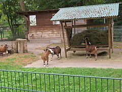 Small-scale goat husbandry in Germany