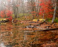 Autumn in Bariloche, Argentina.