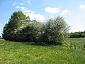 Spring meadow in the Taunus