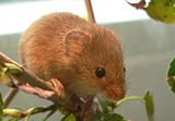 Eurasian harvest mouse