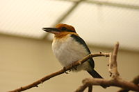 Micronesian Kingfisher (Pohnpei subsepcies, I think)