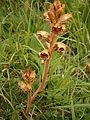 Orobanche lutea