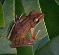 Common tree frog, Polypedates leucomystax, Rhacophoridae, southern to eastern Asia