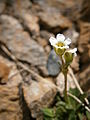 Saxifraga androsacea