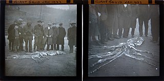 #107 (14/1/1933) Further photographs showing a crowd gathering around the beached carcass (see also wider views of left frame and right frame)