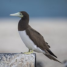 brown seabird with white underparts and large, thick blue beak