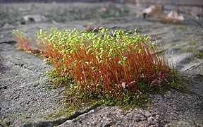 Moss with sporophytes on brick