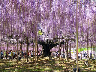 Old Wisteria floribunda in cultivation in Japan