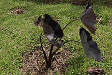 3 taro plants at Mount Isarog National Park. The plants have matured to the point that the once green leaves now appear black.