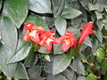 Aeschynanthus pulcher