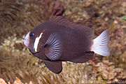 麦氏双锯鱼(Amphiprion mccullochi)